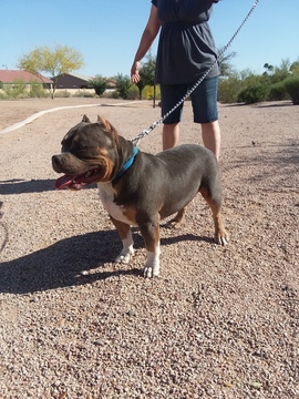 Medium Photo #1 American Pit Bull Terrier Puppy For Sale in APACHE JCT, AZ, USA