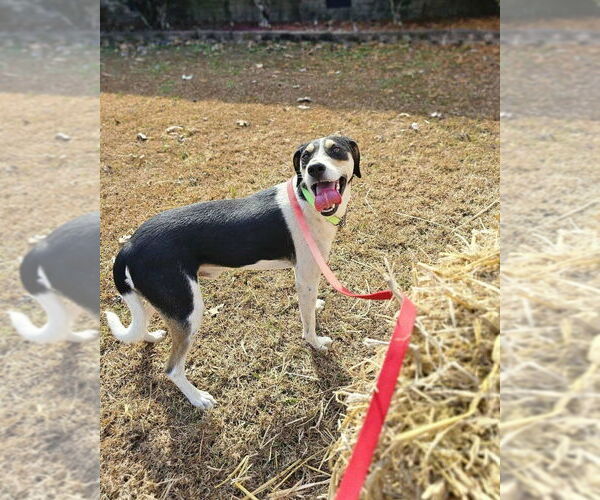 Medium Photo #2 Beagle-Unknown Mix Puppy For Sale in Kimberton, PA, USA
