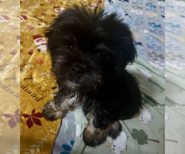 Medium Photo #7 Pekalier Puppy For Sale in Valrico, FL, USA