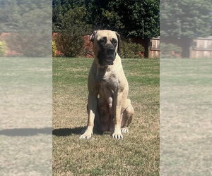 Phoebe - Female Great Dane-Unknown Mix Dog for Adoption - Photo #2