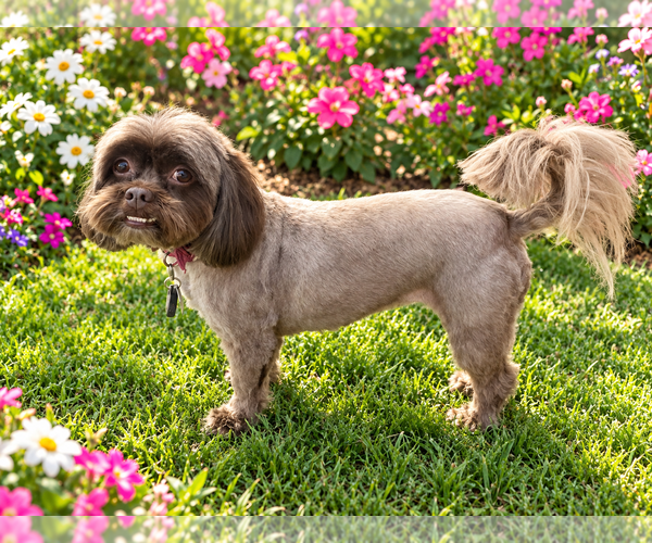 Medium Photo #1 Shih Tzu Puppy For Sale in McKinney, TX, USA