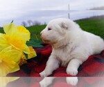 Puppy Connor Samoyed