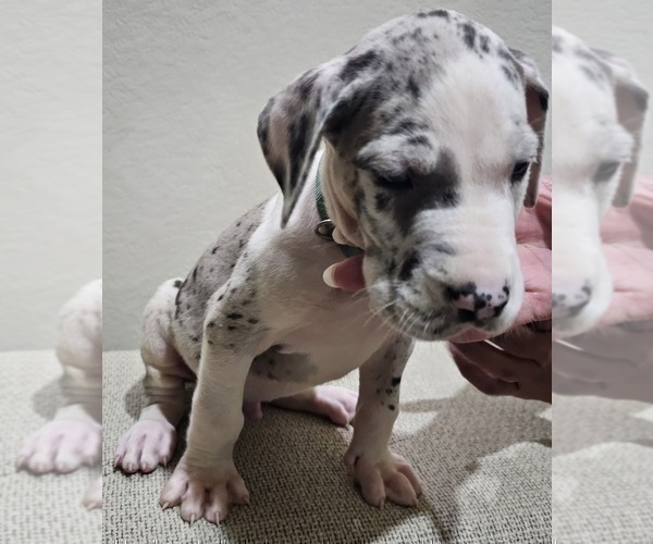 Medium Photo #1 Great Dane Puppy For Sale in FORNEY, TX, USA