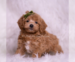 Small #3 Maltipoo (Miniature)