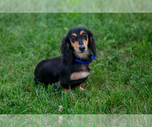 Mother of the Dachshund puppies born on 07/07/2025