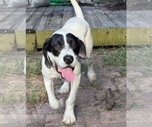 Pointer-Unknown Mix Dogs for adoption in Sanford, FL, USA