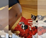 Small Photo #1 Boston Terrier Puppy For Sale in BAMBERG, SC, USA