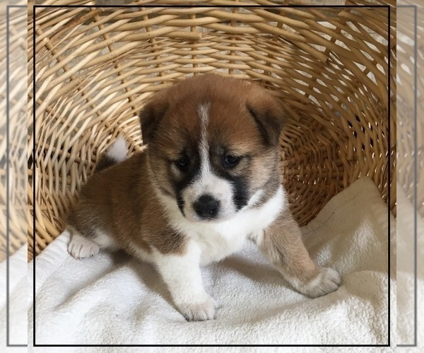 Medium Photo #4 Shiba Inu Puppy For Sale in FULTON, MO, USA