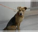 Small American Pit Bull Terrier Mix