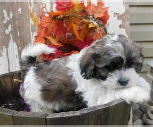 Zuchon Puppy for sale in FRESNO, OH, USA