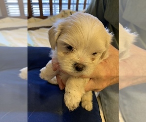 ShihPoo Puppy for Sale in WETUMPKA, Alabama USA