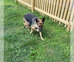 Small #4 German Shepherd Dog