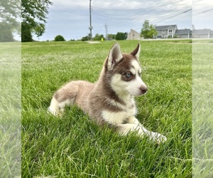 Siberian Husky Puppy for sale in GREENFIELD, IN, USA