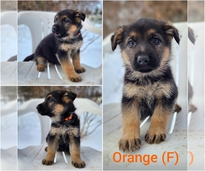 German Shepherd Dog Puppy for sale in WYOMING, MN, USA