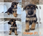 Small Photo #1 German Shepherd Dog Puppy For Sale in WYOMING, MN, USA