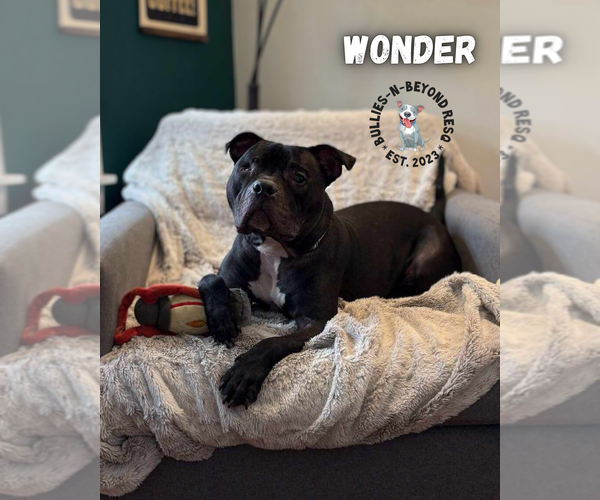 Medium Photo #7 American Pit Bull Terrier Puppy For Sale in Omaha, NE, USA