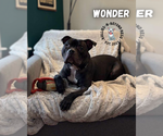 Small #6 American Pit Bull Terrier