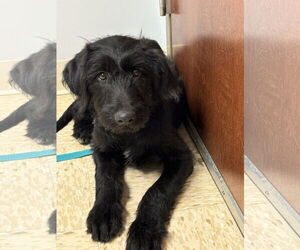 Miniature Labradoodle Dogs for adoption in Fenton, MO, USA