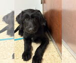 Small Miniature Labradoodle