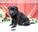 Small Photo #33 German Shepherd Dog Puppy For Sale in PARKESBURG, PA, USA