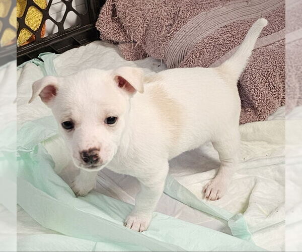 Medium Photo #3 Chiweenie Puppy For Sale in Olalla, WA, USA