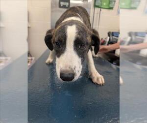 Beagle-Unknown Mix Dogs for adoption in Mobile, AL, USA