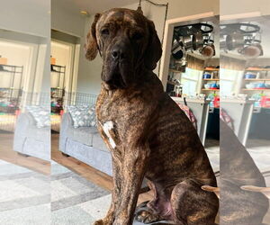 Chief - Male Mutt Dog for Adoption - Photo #2