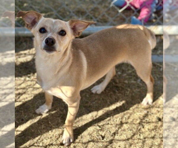 Medium Photo #12 Chihuahua-Unknown Mix Puppy For Sale in Canton, CT, USA
