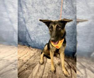 German Shepherd Dog Dogs for adoption in Temple, TX, USA