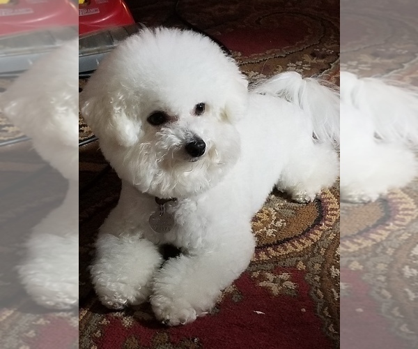 Medium Photo #1 Bichon Frise Puppy For Sale in EUGENE, OR, USA