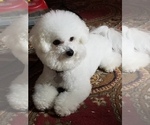 Small Photo #1 Bichon Frise Puppy For Sale in EUGENE, OR, USA