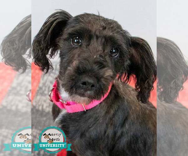 Medium Photo #1 Poodle (Miniature)-Unknown Mix Puppy For Sale in Kennesaw, GA, USA