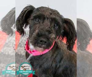 Poodle (Miniature)-Unknown Mix Dogs for adoption in Kennesaw, GA, USA