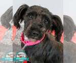 Small Poodle (Miniature) Mix