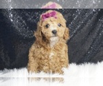 Puppy Avery AKC Poodle (Toy)