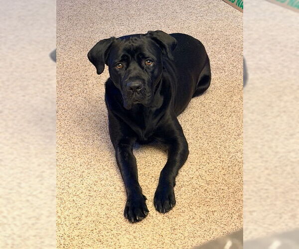 Medium Photo #13 Mutt Puppy For Sale in Belleville, MI, USA