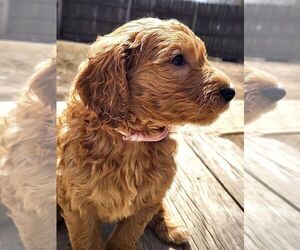 Goldendoodle Puppy for sale in BOYLE, MS, USA
