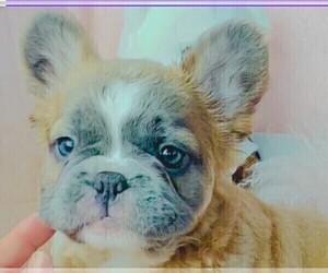 French Bulldog Puppy for sale in MIAMI, FL, USA