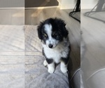 Small #3 Miniature Australian Shepherd
