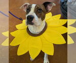 Small #4 American Pit Bull Terrier