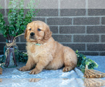 Small #1 Golden Retriever