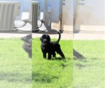 Small Photo #1 Goldendoodle Puppy For Sale in PORT CHARLOTTE, FL, USA