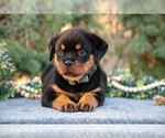 Small #2 Rottweiler