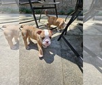 Small Photo #2 Olde English Bulldogge Puppy For Sale in ATLANTA, GA, USA