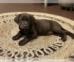 Small Photo #3 Labrador Retriever Puppy For Sale in WAYNESVILLE, MO, USA