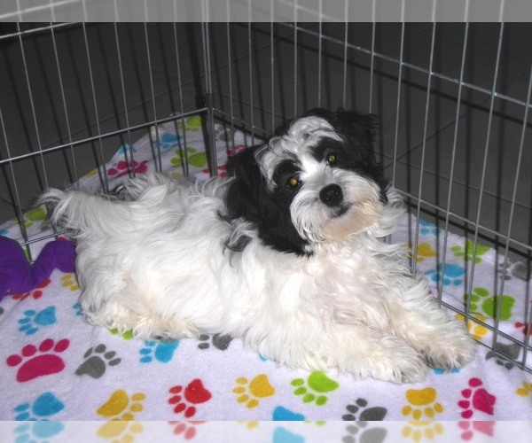 Medium Photo #10 Zuchon Puppy For Sale in ORO VALLEY, AZ, USA