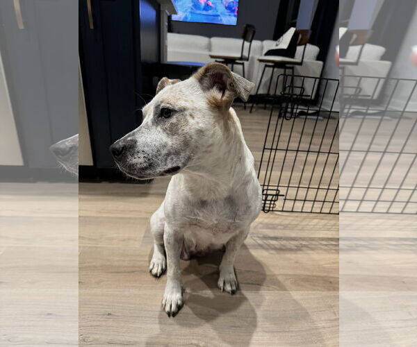 Medium Photo #2 Red Heeler-Unknown Mix Puppy For Sale in New Orleans, LA, USA