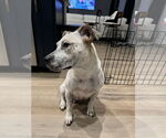 Small #1 Red Heeler Mix