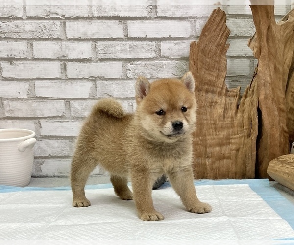 Full screen Photo #8 Shiba Inu Puppy For Sale in SAN FRANCISCO, CA, USA