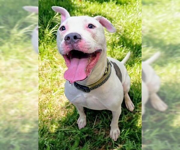 Medium Photo #2 American Pit Bull Terrier-Unknown Mix Puppy For Sale in Akron, OH, USA